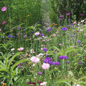 FLOWERS-1
