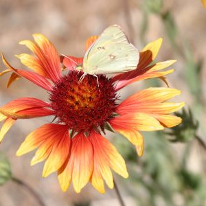 Flowers at Torino Ranch