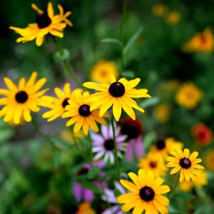 Flowers at Torino Ranch