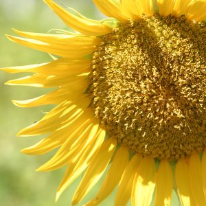 Torinoi-Ranch-Flowers-04